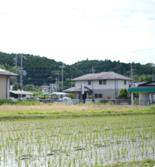 木津川の水田