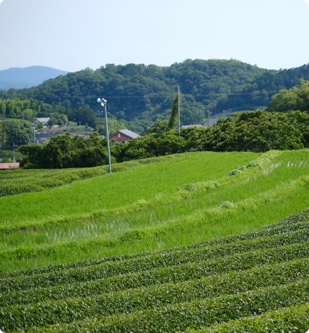 斜面に広がる茶畑