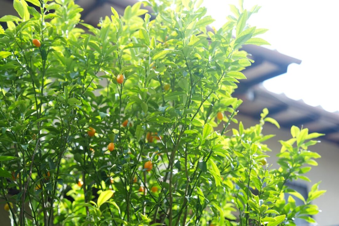 南楠の里町の梅のなる家 写真22