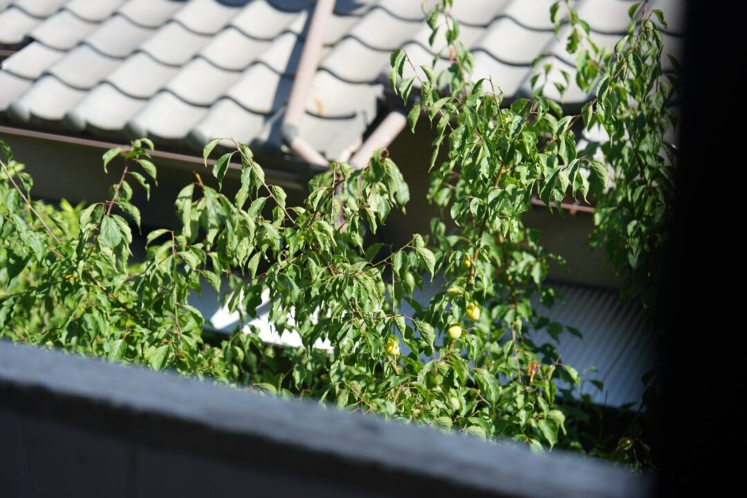 南楠の里町の梅のなる家 写真37